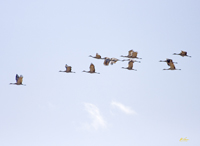 Sandhill Cranes 1411